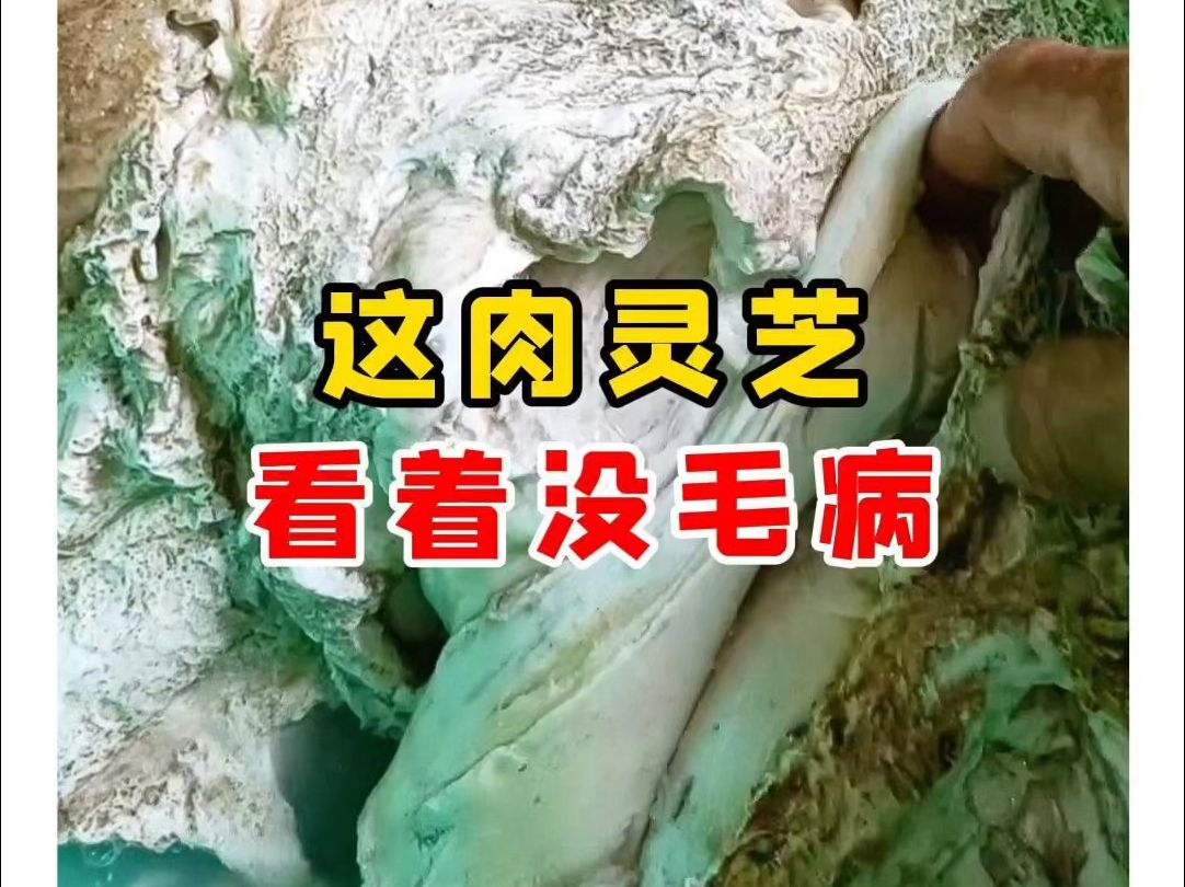 【微拍堂】这肉灵芝,看着没毛病哔哩哔哩bilibili