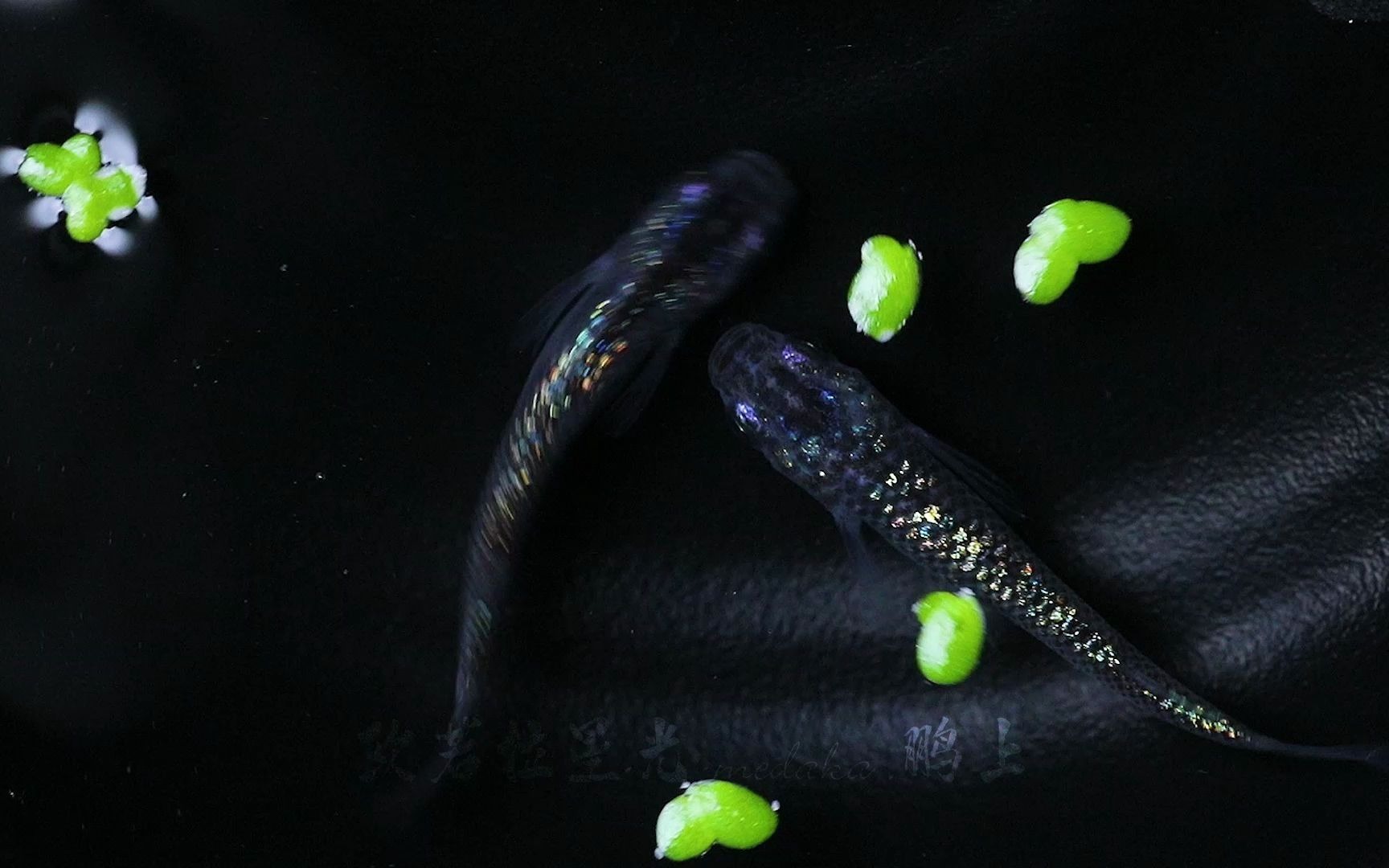 观背青鳉 欧若拉星光