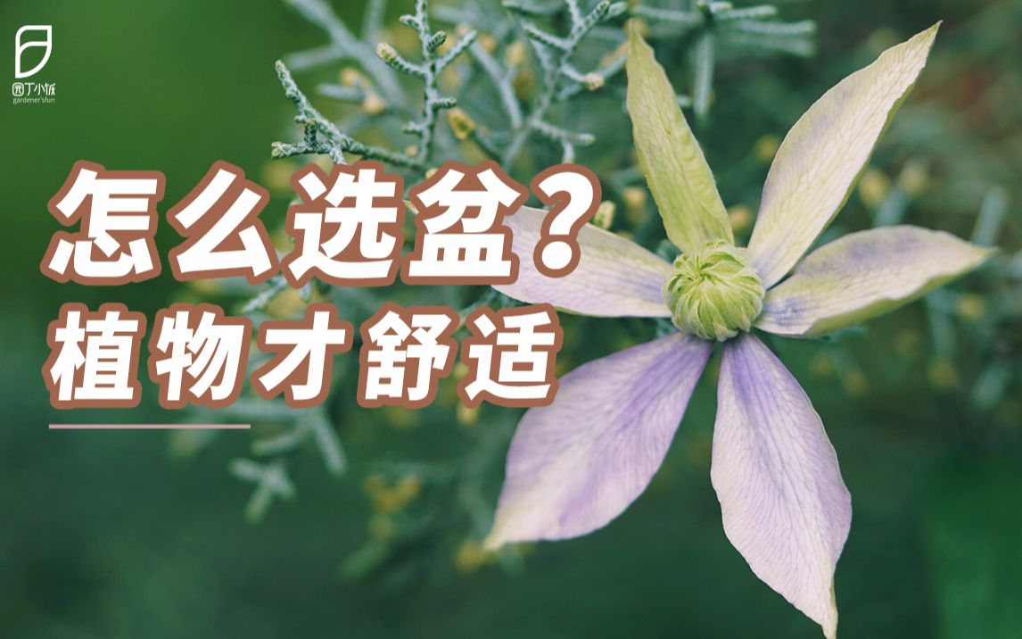 【园丁小饭】养不好花?可能是花盆没选对哔哩哔哩bilibili