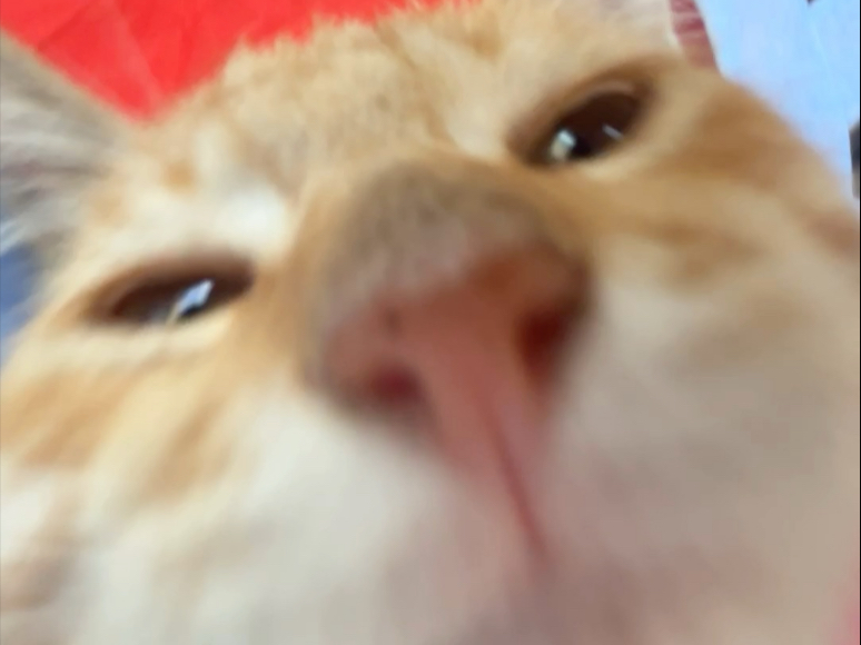 小猫你是一个萌物