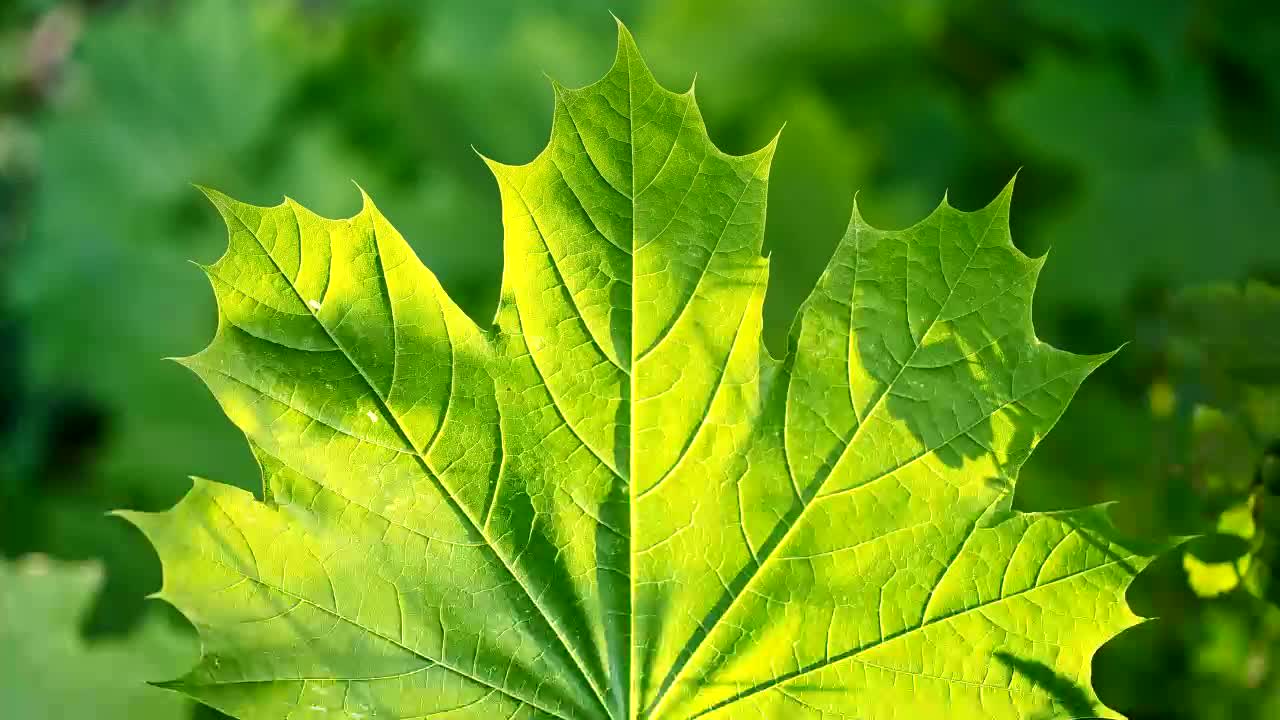 背景 壁纸 绿色 绿叶 树叶 植物 桌面 1280_720