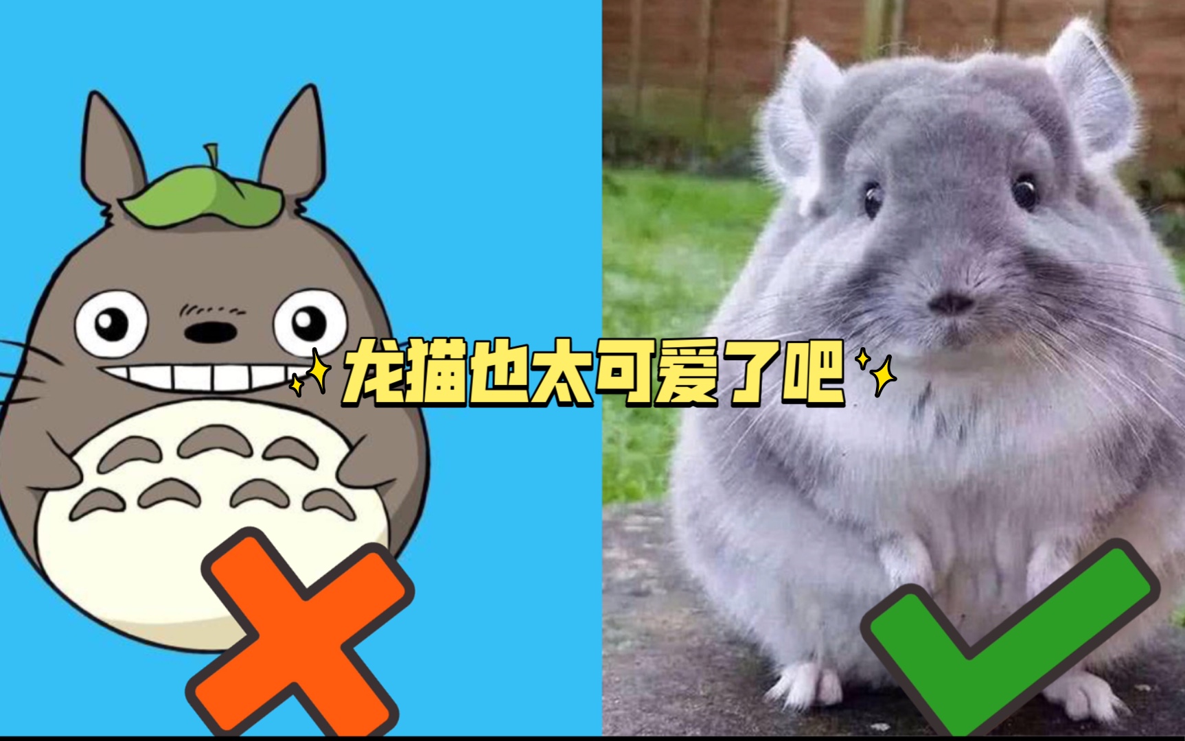 原来真实的龙猫长这样 也太可爱了吧哔哩哔哩bilibili