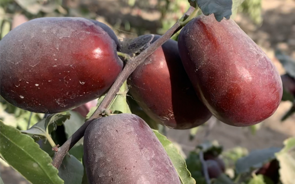 太漂亮的大红枣