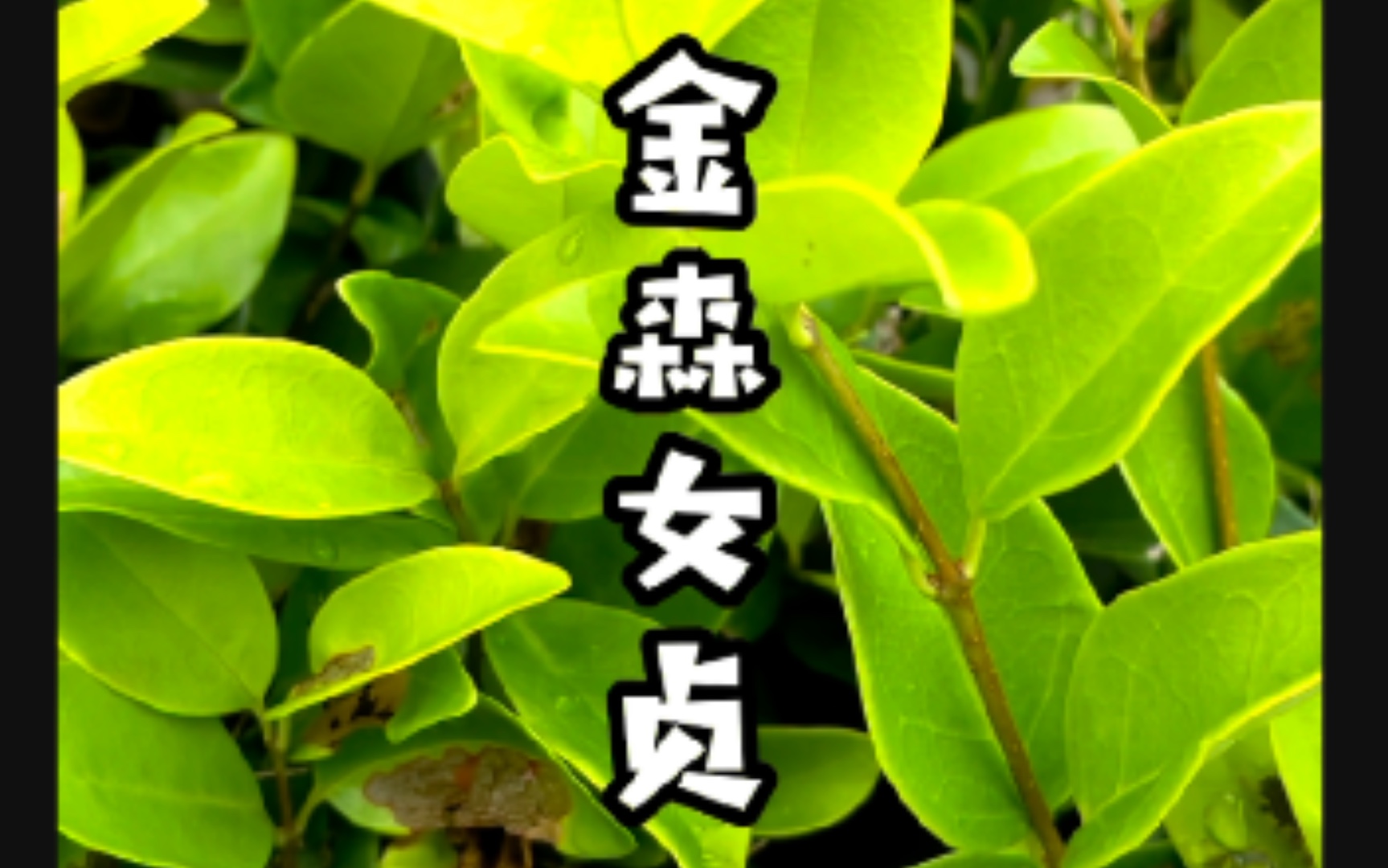 【身边的植物】金森女贞,地被王者哔哩哔哩bilibili