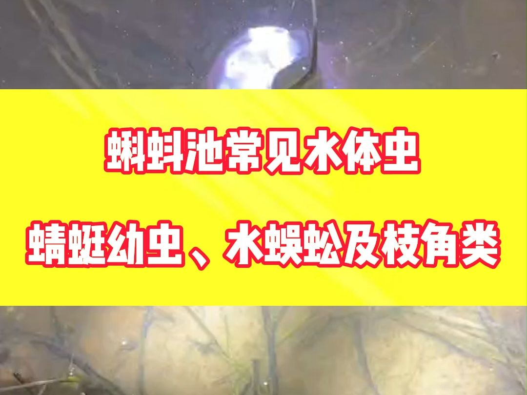 你知道的蝌蚪池常见水体虫有哪些?蜻蜓幼虫、水蜈蚣及枝角类!哔哩哔哩bilibili