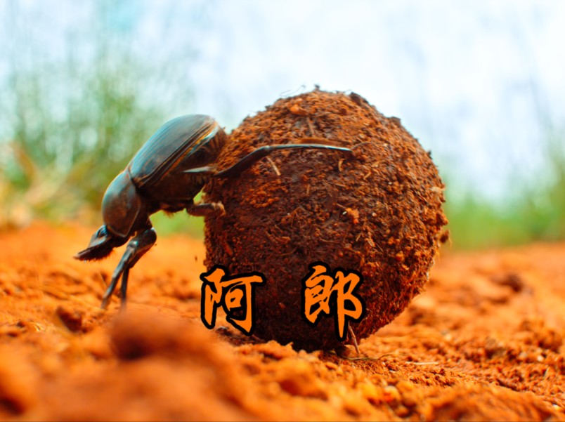 屎壳郎,我命由我不由天