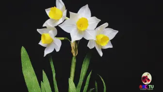 如何用绉纸制作水仙 哔哩哔哩 Bilibili