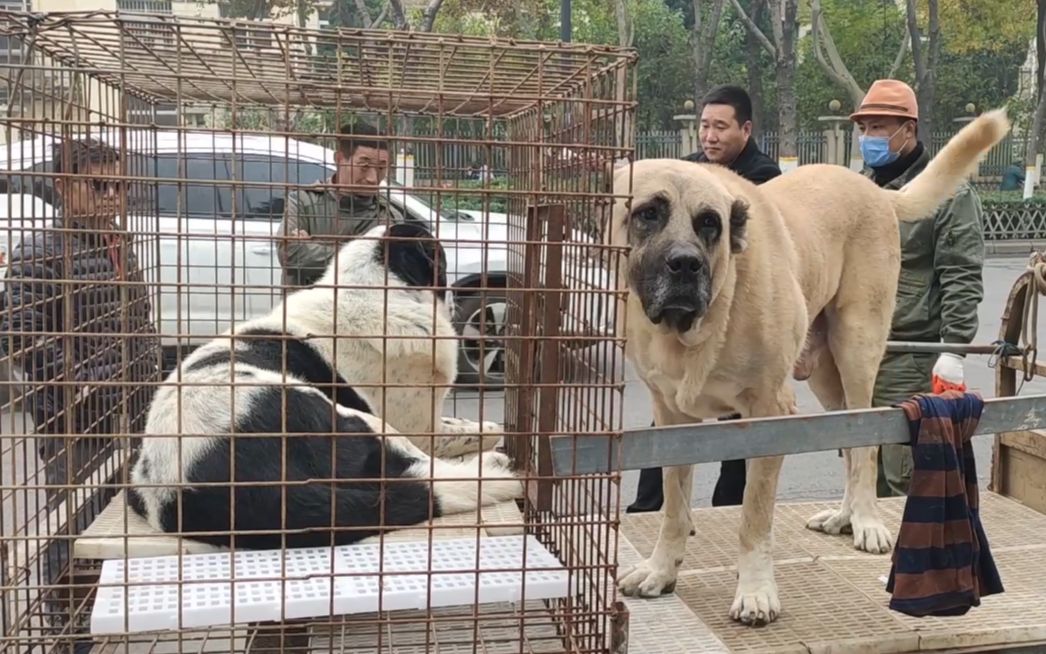 小伙去逛开封狗市看到两只大型犬看的自己嘴里直念叨吓人