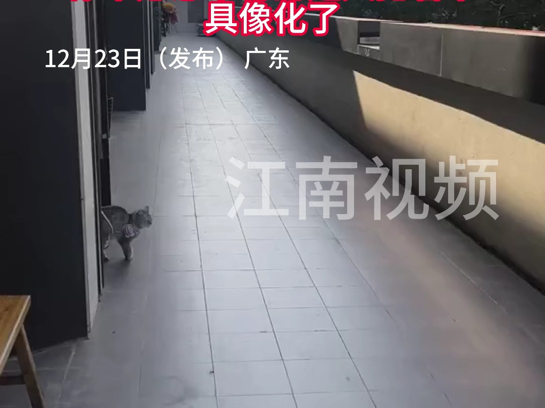 “迎宾猫”看到有人来 立马按下按钮 生活不易 #猫猫卖艺 ,“你不愿意干有的是人抢着干”具像化了.喵:您好 很不高兴为您服务#干活我是认真的哔哩哔...