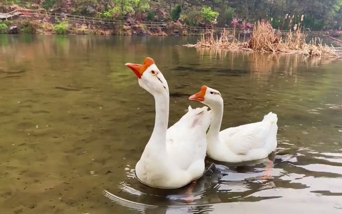 [图]养生音乐｜提神醒脑《心经》古筝箫版｜疏肝解郁，修心养性！