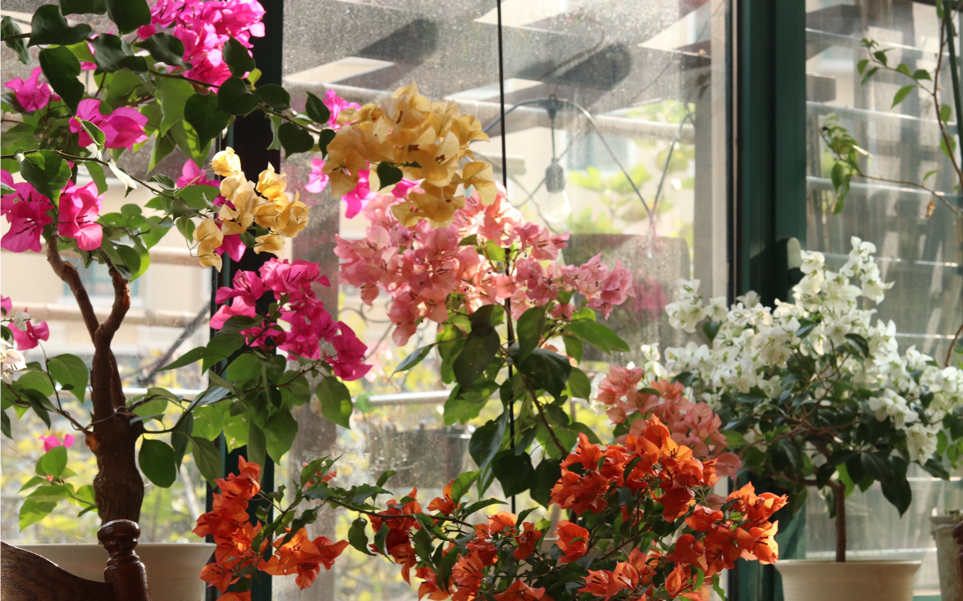 北方阳台三角梅 玫瑰红 暗斑夕阳红 热火桑巴 白雪公主