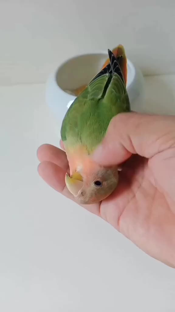 温顺的牡丹鹦鹉手养鹦鹉手养鸟