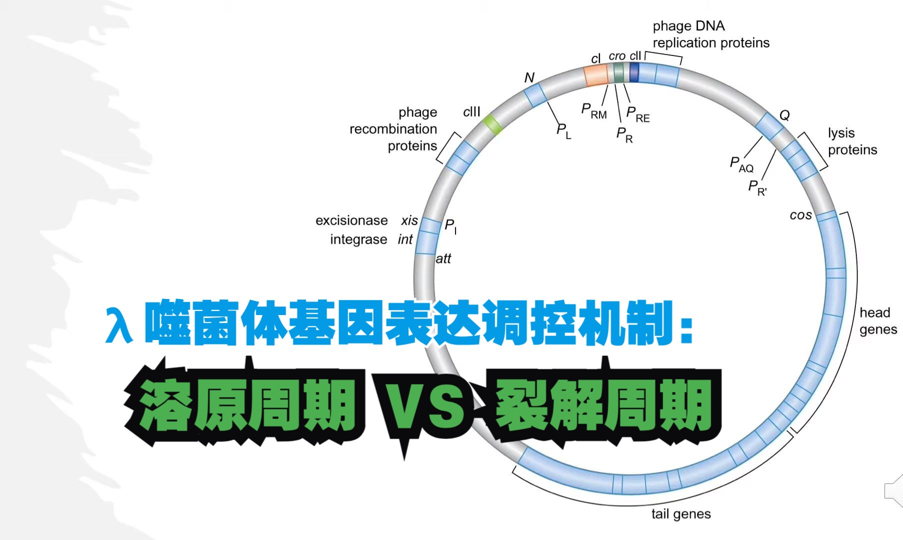 ™쨏Œ体基因表达调控机制:溶原周期 VS 裂解周期(Lambda Bacteriophage  Lysogenic vs Lytic Decision)哔哩哔哩bilibili