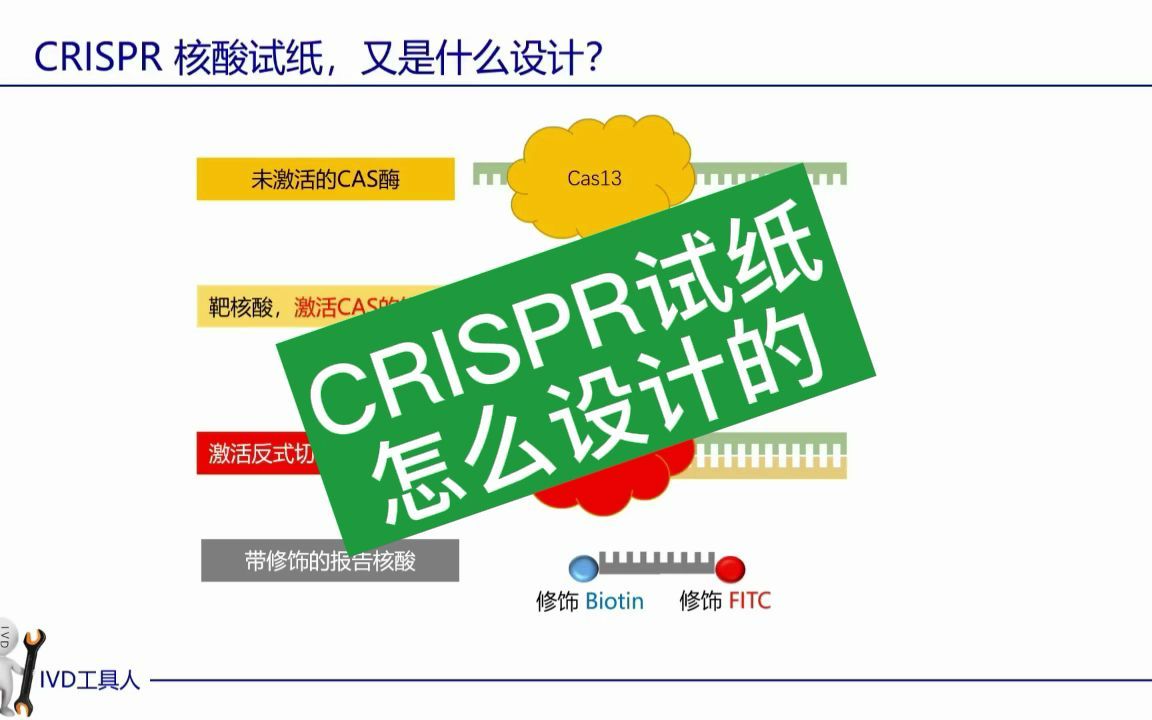 核酸测试,CRISPR试纸怎么设计的?哔哩哔哩bilibili