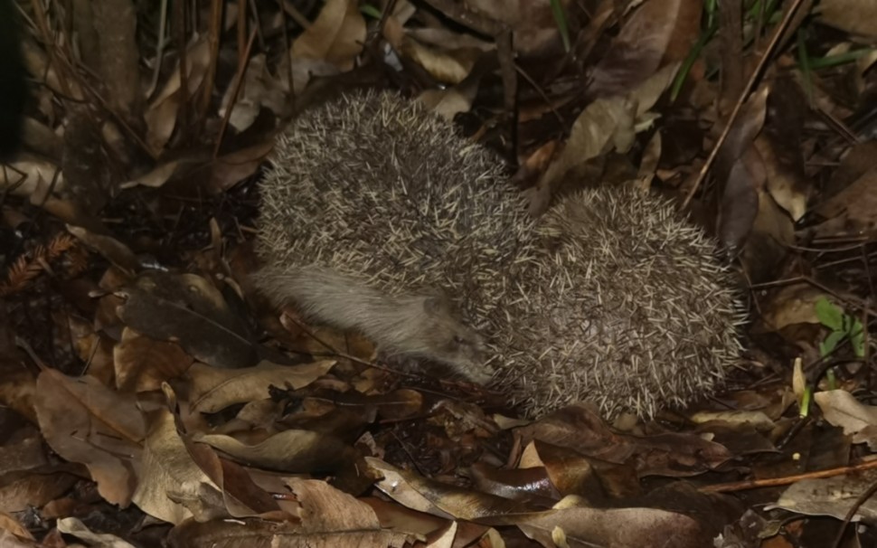 上海小区惊现刺猬
