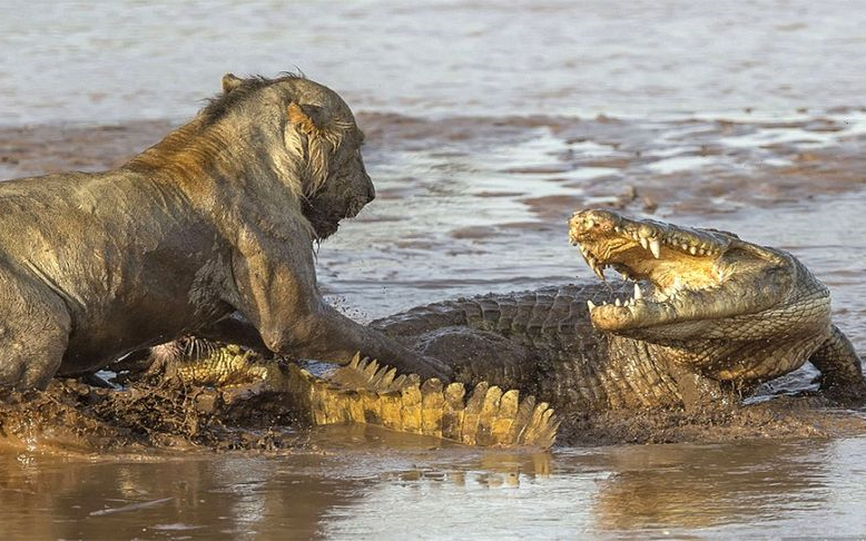 狮子对战鳄鱼,两大顶级掠食者的终极对决,大快人心_哔哩哔哩_bilibili