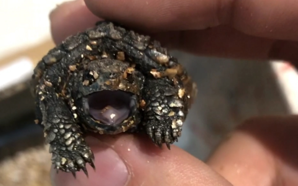 端午节心情好开箱了只佛鳄龟苗子