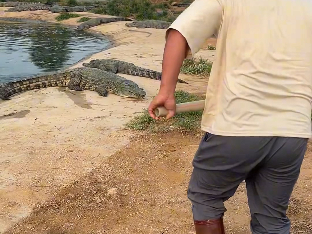 胖子vs鳄鱼#鳄珍