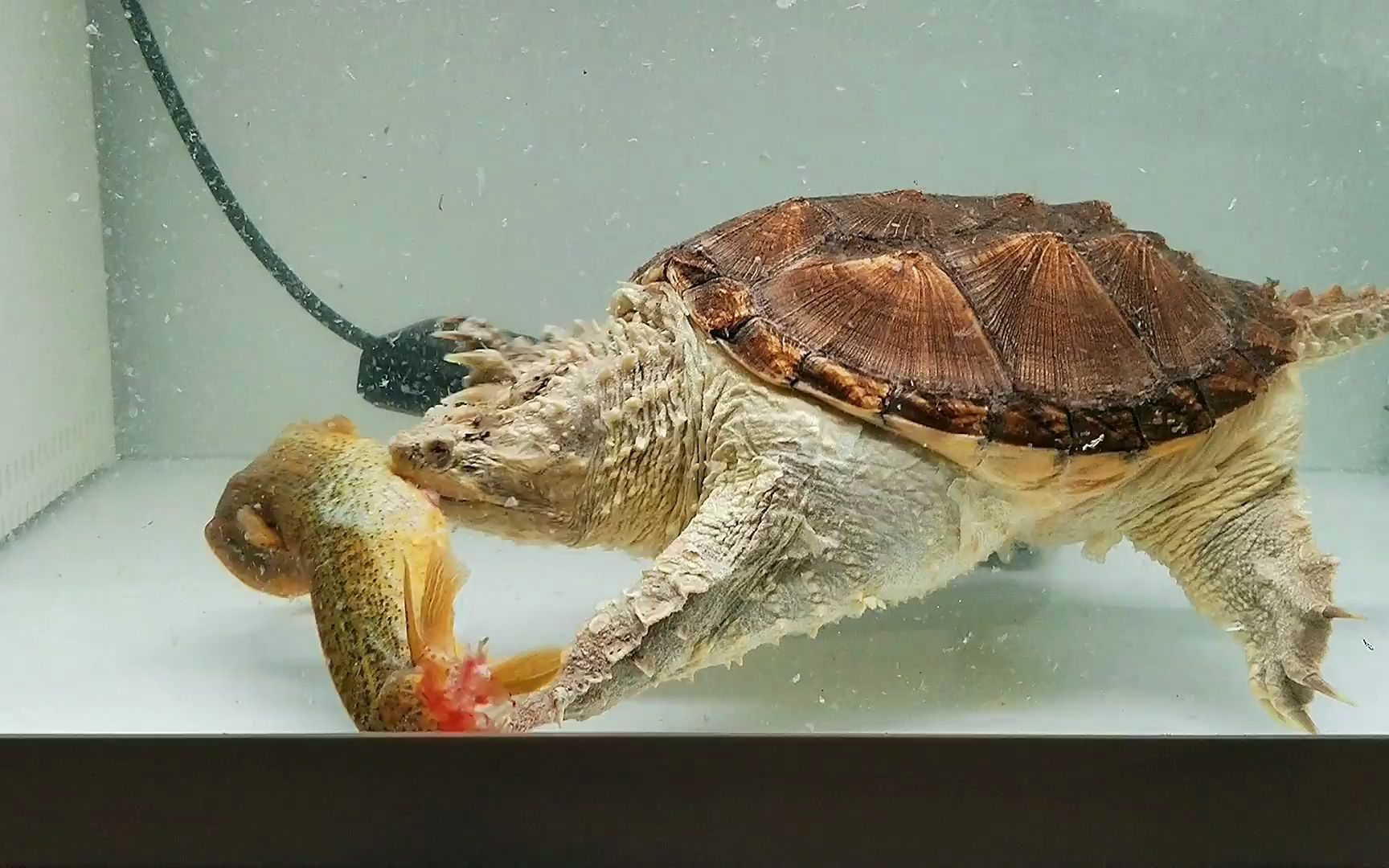 佛鳄撕裂一只血量极大的泥鳅王