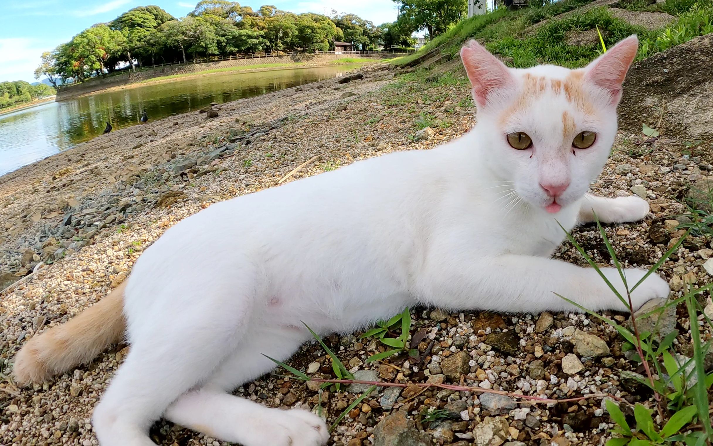 [图]一只猫在美丽的湖边和一个人快乐地玩耍