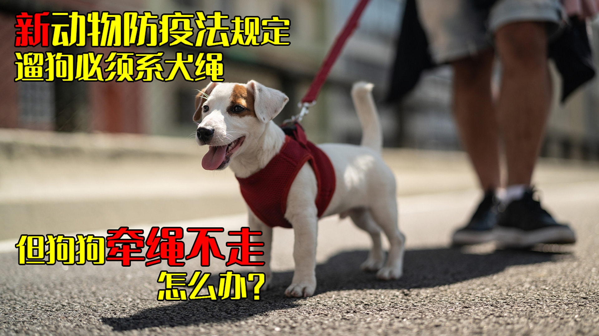 [图]新动物防疫法规定遛狗必须系犬绳，但狗狗牵绳不走怎么办