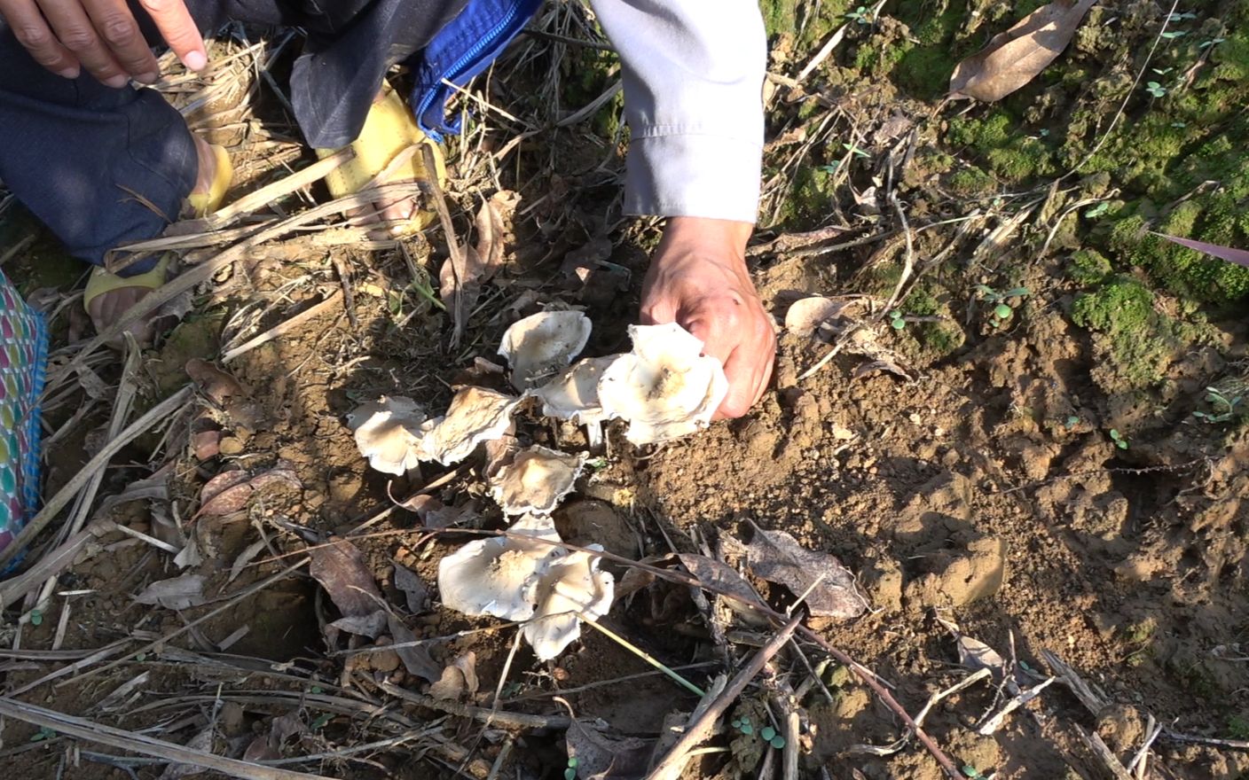 在农村这种菌很稀少了,土话叫挑担菌,100块钱一斤都没人找到_哔哩哔哩