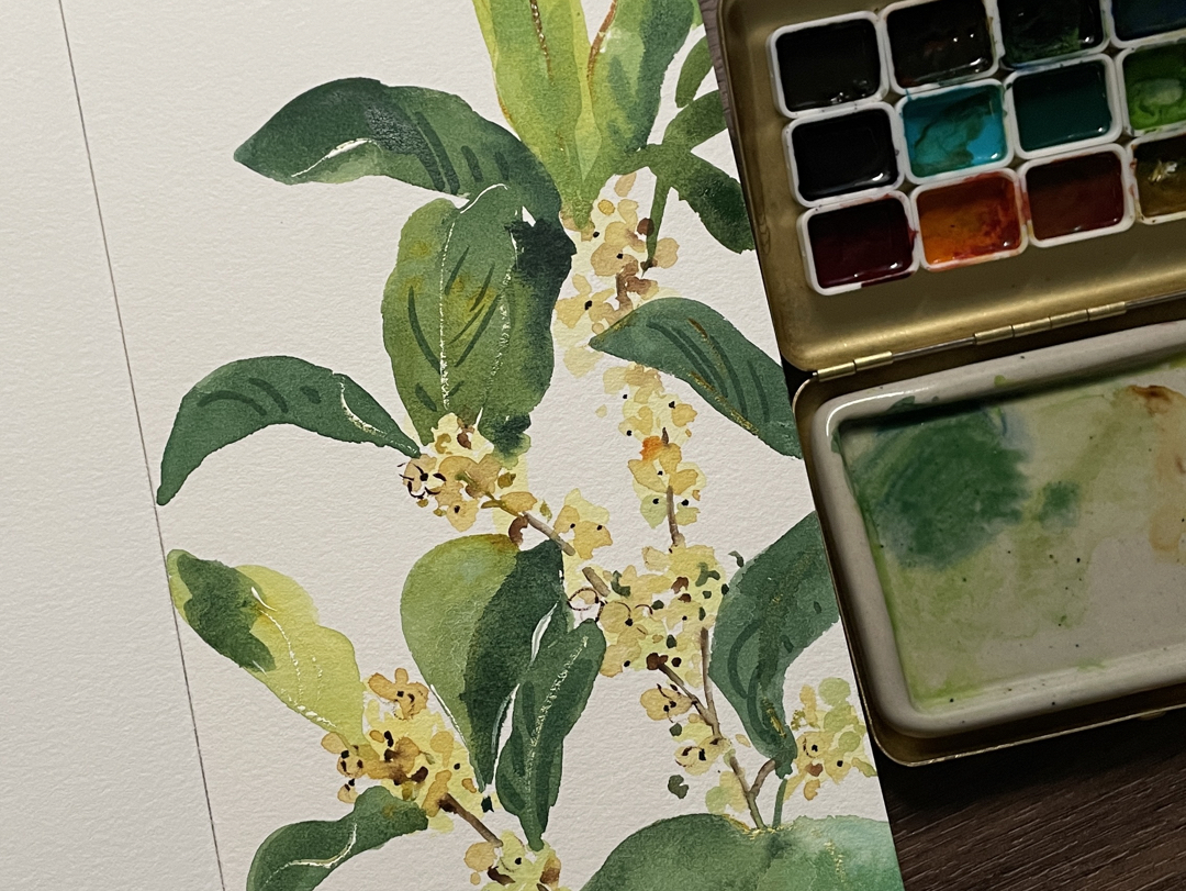 水彩教程 | 桂花