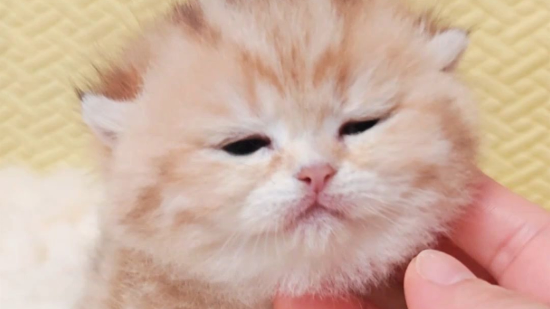 睡眼惺忪的小猫宝🐱来 撸撸～👀