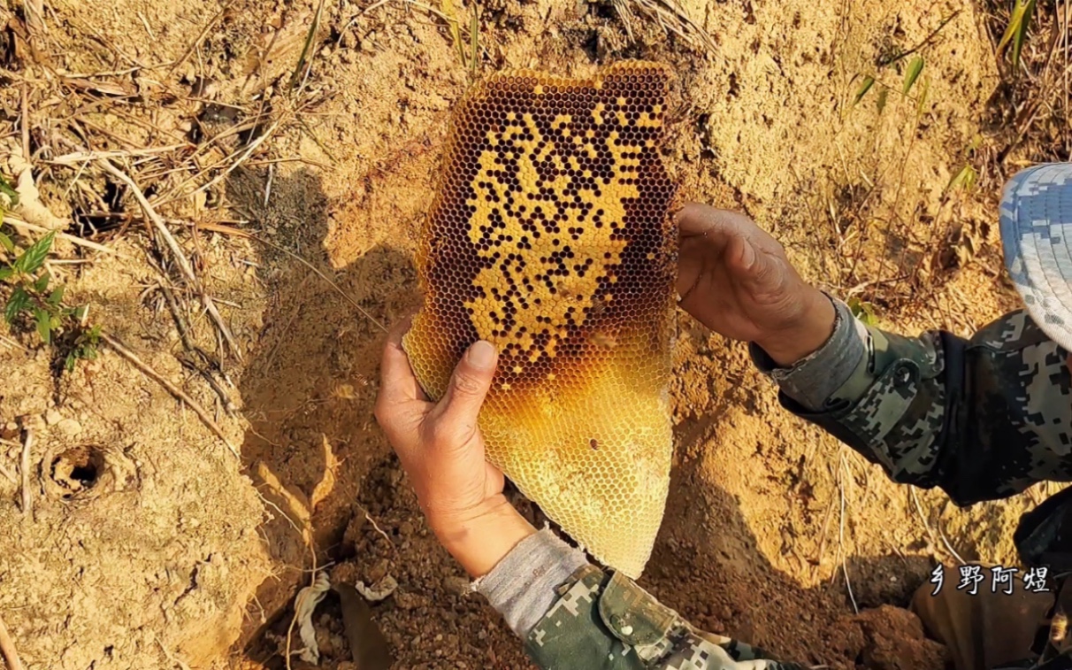 到山上收大货野生蜜蜂