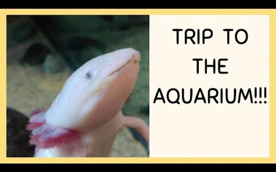 [图]TRIP TO THE AQUARIUM!