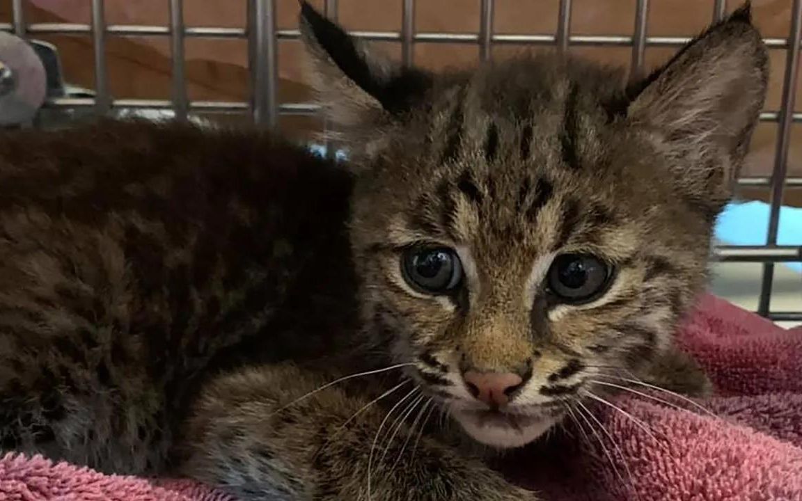 [图]我们救助的小山猫Angel【大猫营救队】