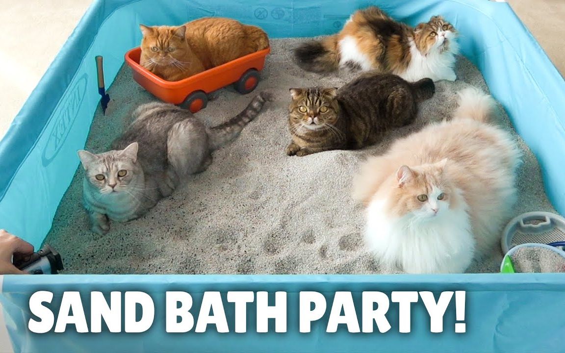 奇妙动物大赏小猫们的猫砂宴会超大猫砂盆kittisaurus