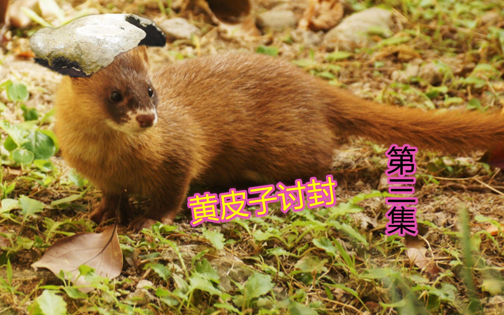 黄鼠狼讨封,竟然得用头盖骨,好听的民间故事