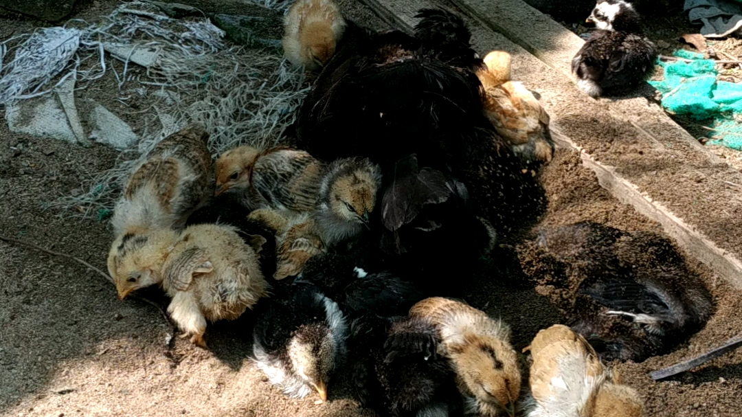 鸡儿们沙浴