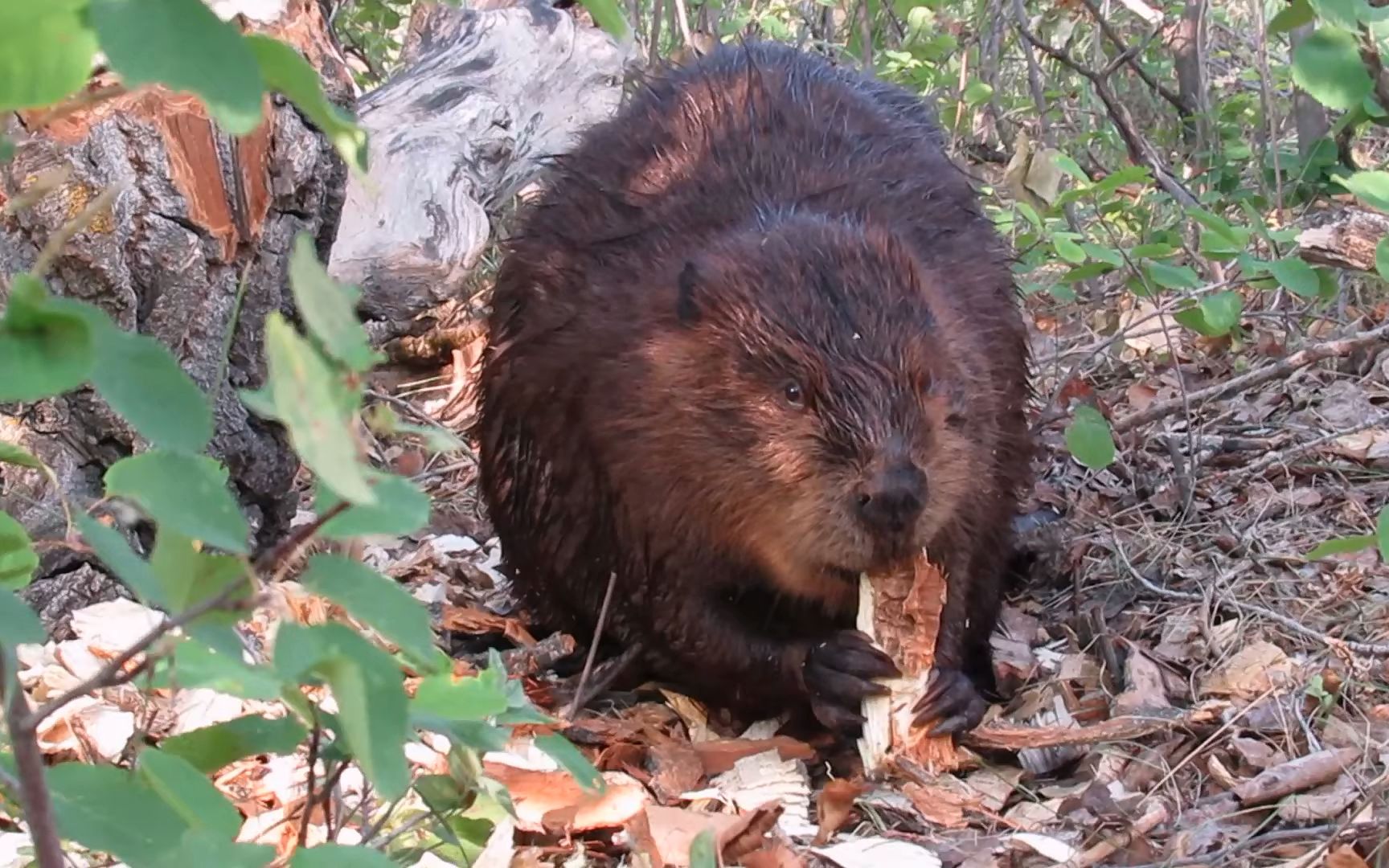 近距离观察河狸妈妈吃树皮,声音解压