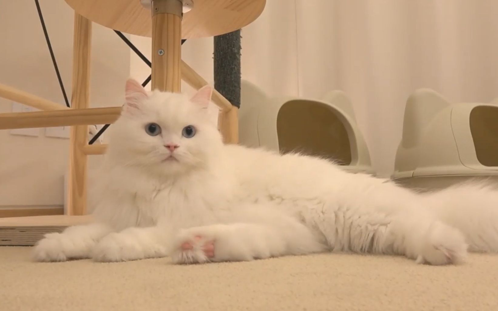 creamheroescoco20191028直播翻译