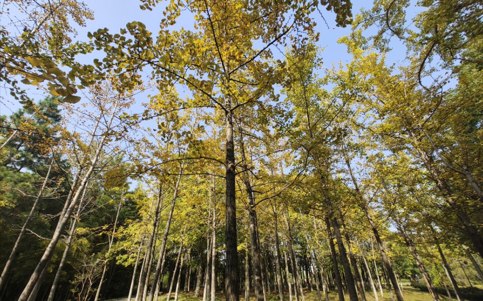 [图]大自然的礼物——秋