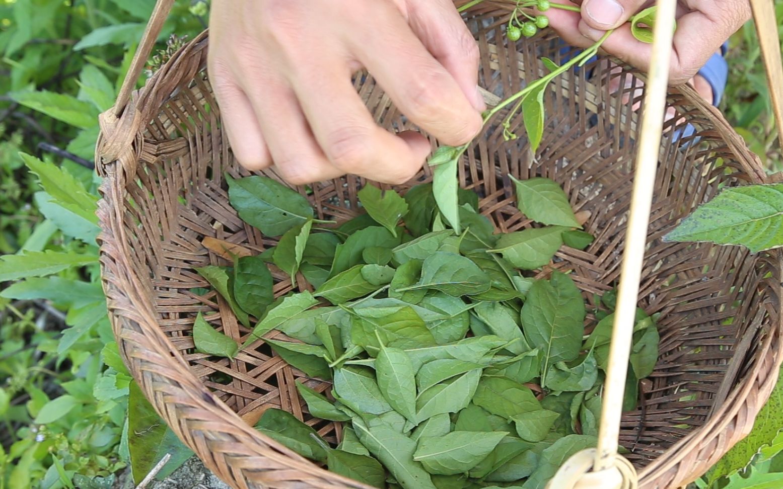 白花菜又名龙葵,农村漫山遍野的一种野菜,有吃过的吗?哔哩哔哩bilibili