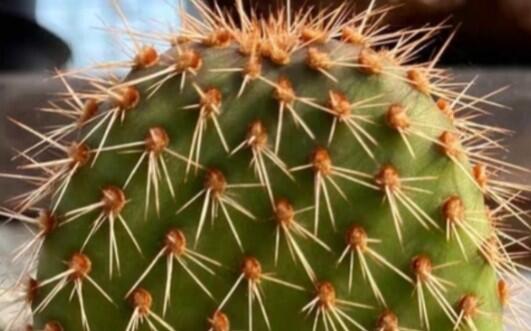 た*か様 人気植物‼️ 野狐　Opuntia pycnantha 野狐团扇Opuntia pycnantha 仙人掌科仙人掌属多肉植物，野狐仙人掌生长