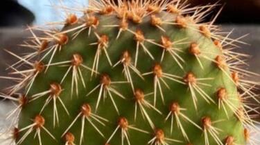 野狐团扇Opuntia pycnantha 仙人掌科仙人掌属多肉植物，野狐仙人掌生长