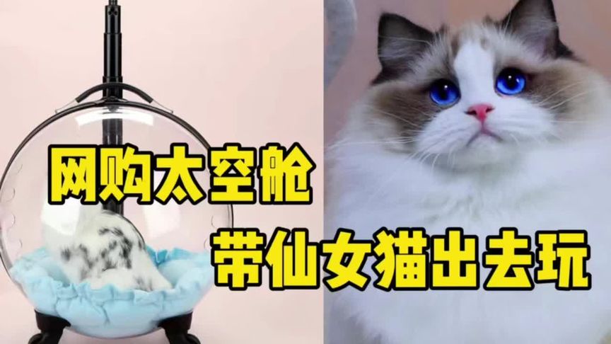 2023网购“宠物太空舱”带布偶猫出门玩! #网购 #布偶猫 #猫~超清哔哩哔哩bilibili