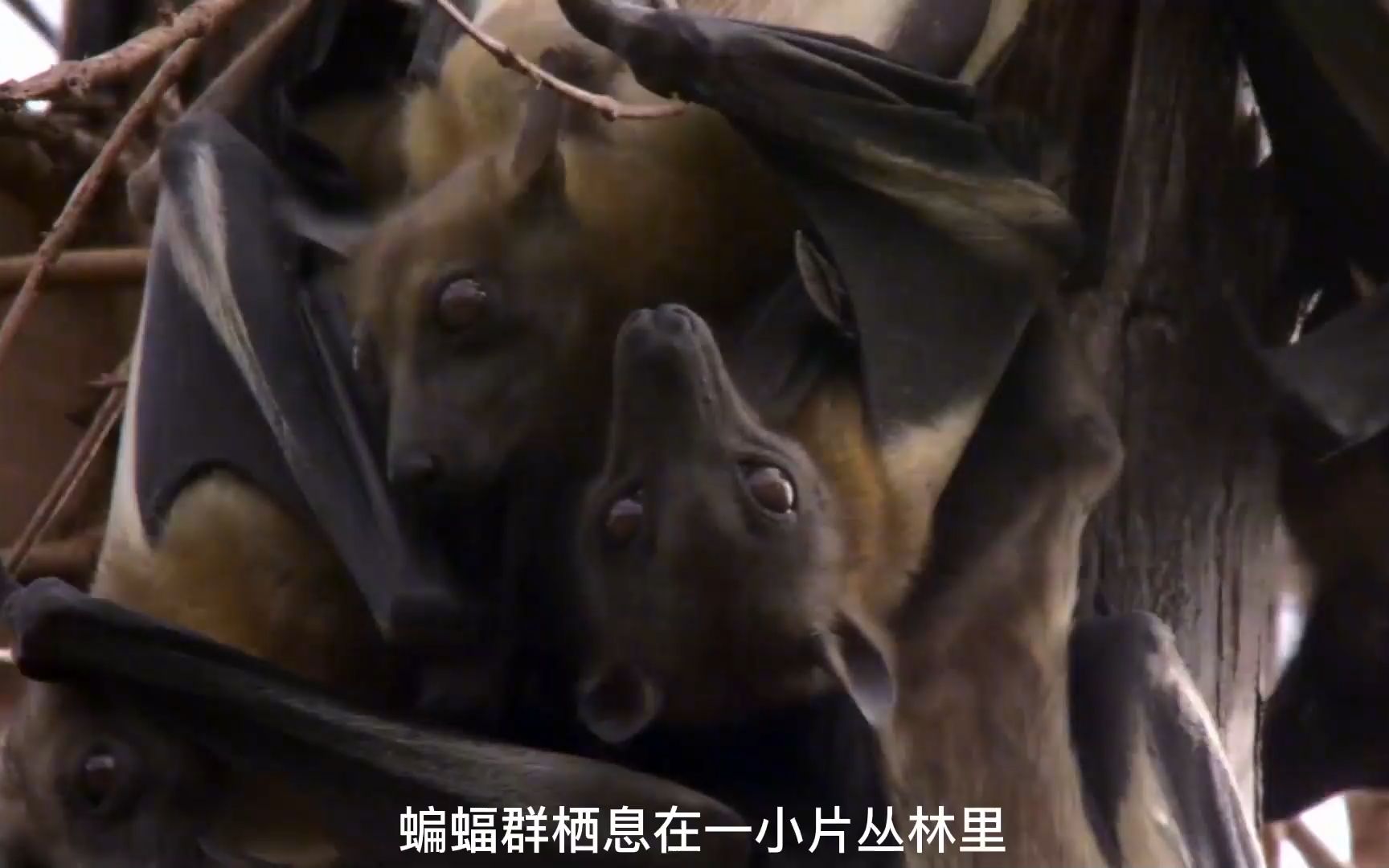 巨型食果蝙蝠,翼展可达一米!