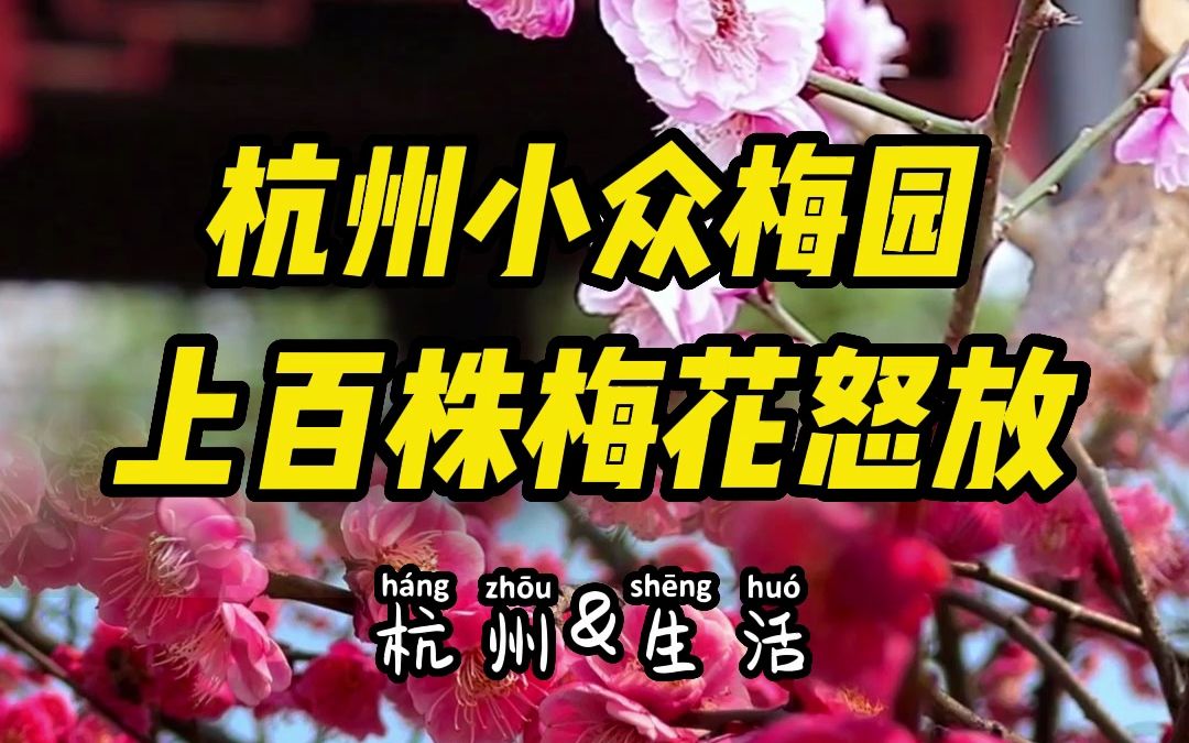 杭州小众的梅花点,上百株梅花已经盛放哔哩哔哩bilibili