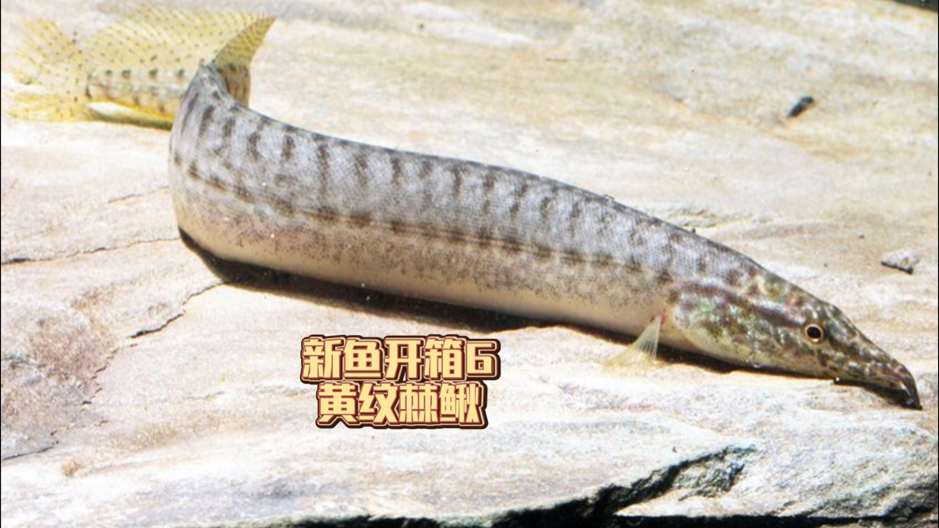【新鱼开箱6】黄纹棘鳅macrognathus pancalus