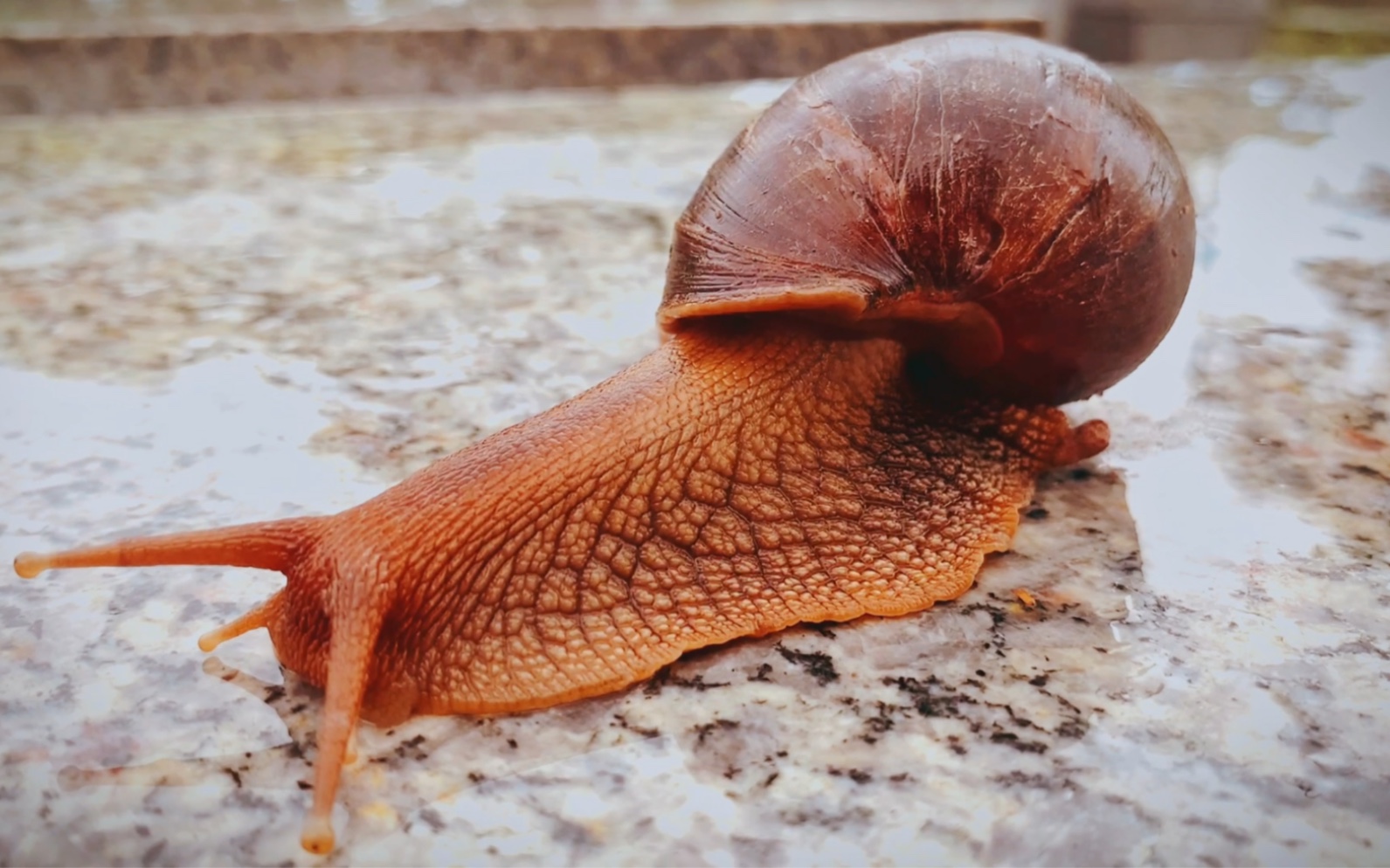 非洲大蜗牛真实图片