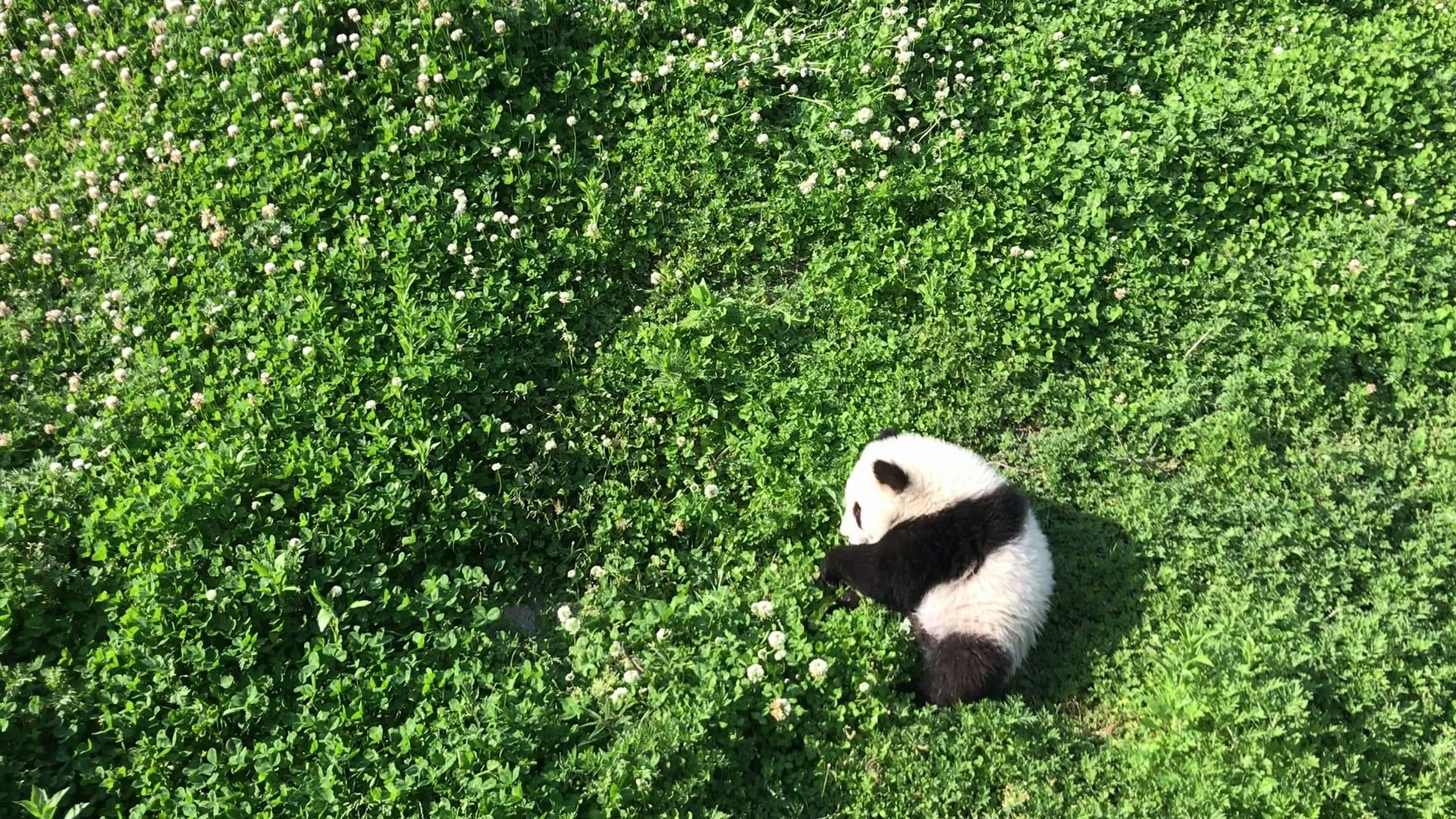 吸熊猫la,圆滚滚打滚中,滚滚草地,圆溜溜,超可爱!