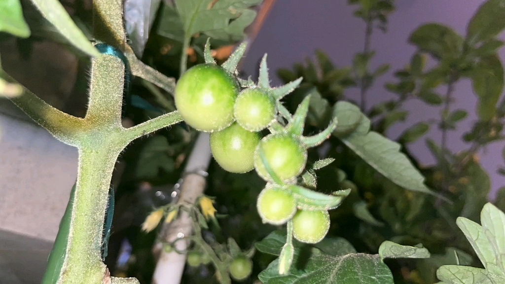 西红柿结出了丰硕的果实