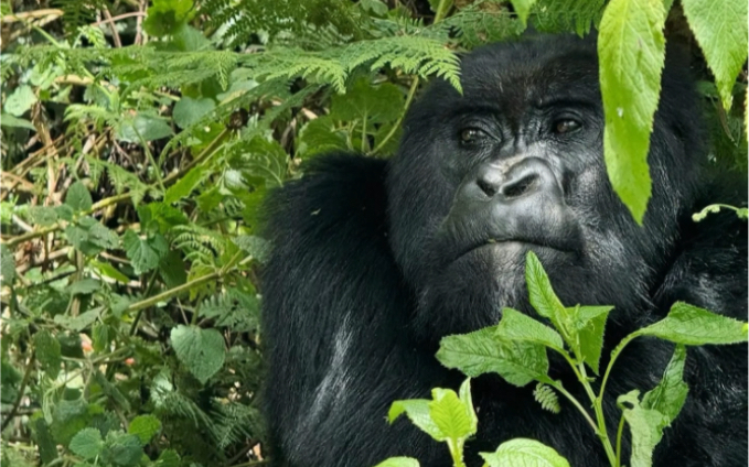 卢旺达基加利的银背大猩猩