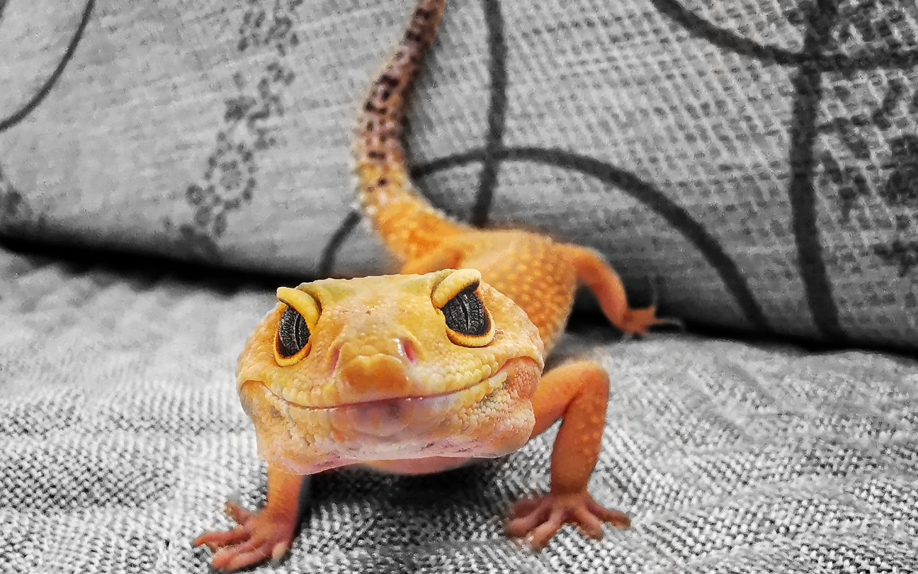 【豹纹守宫】新造景_哔哩哔哩 (゜-゜)つロ 干杯~-bilibili