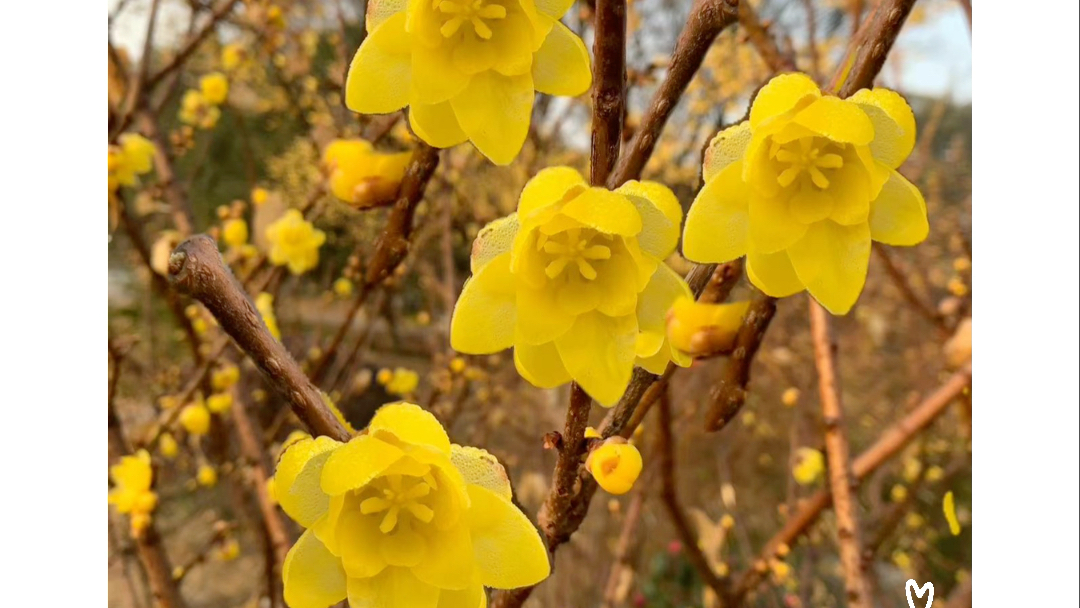 金黄的腊梅